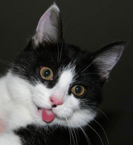 Image result for cats with their tongues sticking out